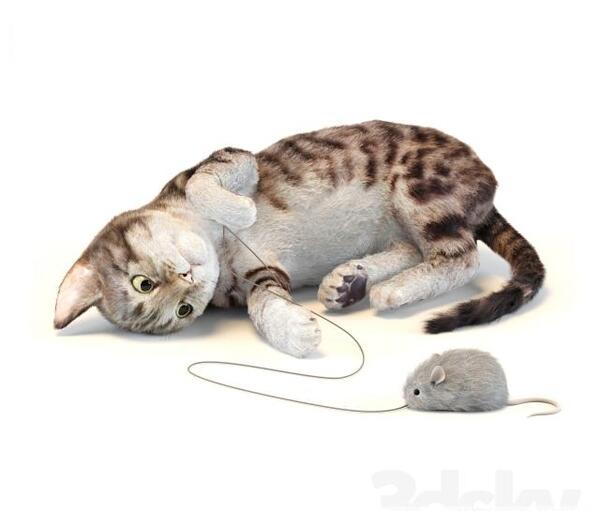 عکس موش عکس موش