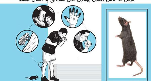 عکس موش عکس موش