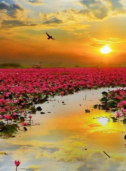 عکس زیبا از طبیعت برای پس زمینه