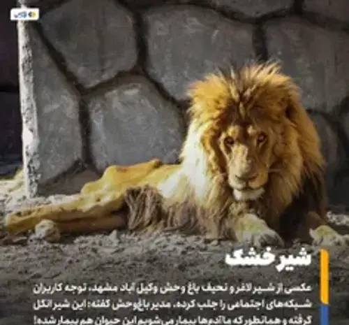 عکسی از شیر