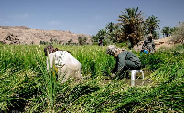 عکس سجاد نجفی