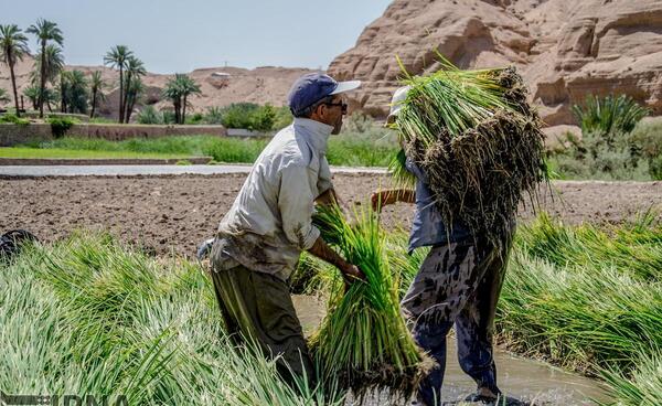 عکس سجاد نجفی