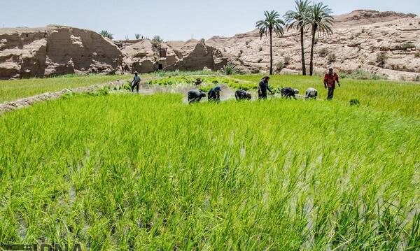 عکس سجاد نجفی