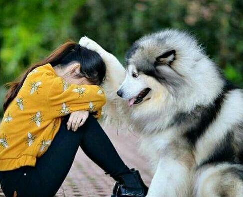 عکس اتاق خواب پسرانه سگ های نگهبان
