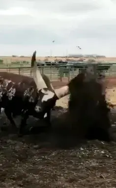 عکس نوشته سنگین شاخ