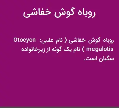 عکس روباه گوش خفاشی
