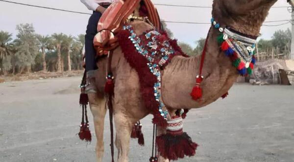 عکس ضرب المثل اشک تمساح