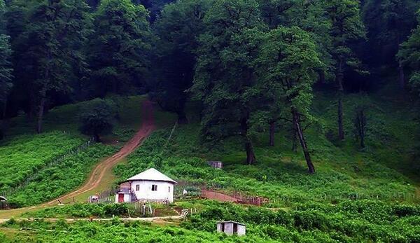 عکس طبیعت جنگل شمال