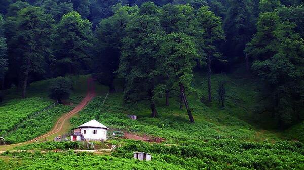 عکس طبیعت جنگل شمال