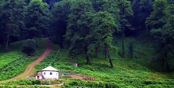 عکس طبیعت جنگل شمال