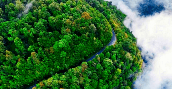 عکس طبیعت جنگل شمال