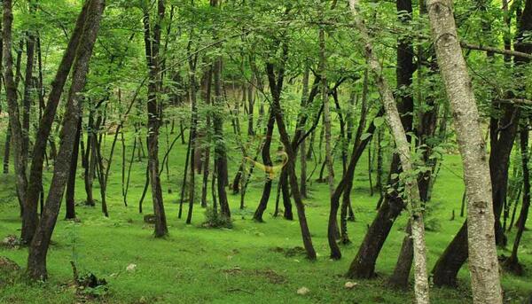 عکس طبیعت جنگل شمال