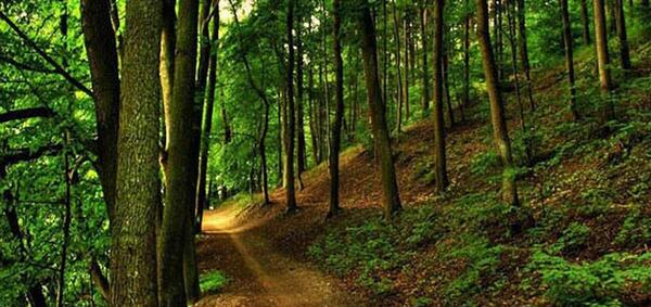 عکس طبیعت جنگل شمال