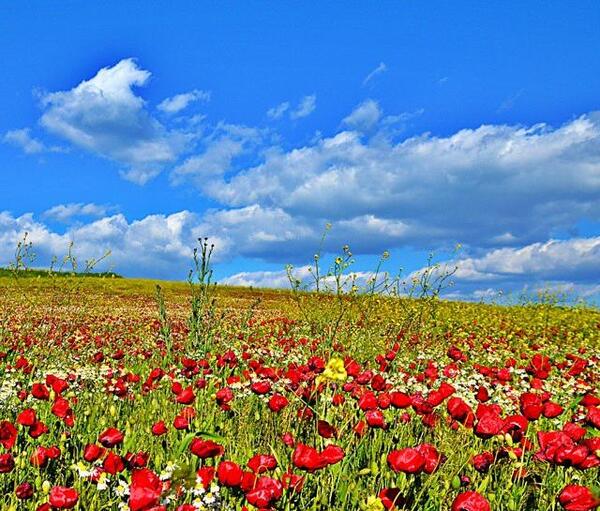عکس طبیعت گل شقایق