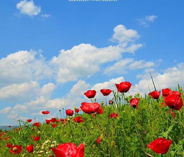 عکس طبیعت گل شقایق
