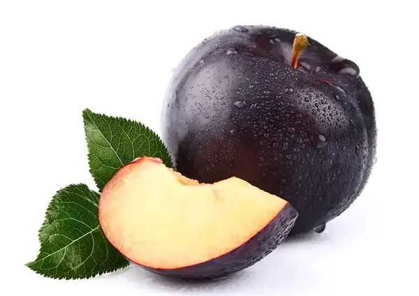 عکس مار چوبه