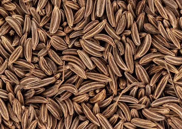 عکس مار چوبه