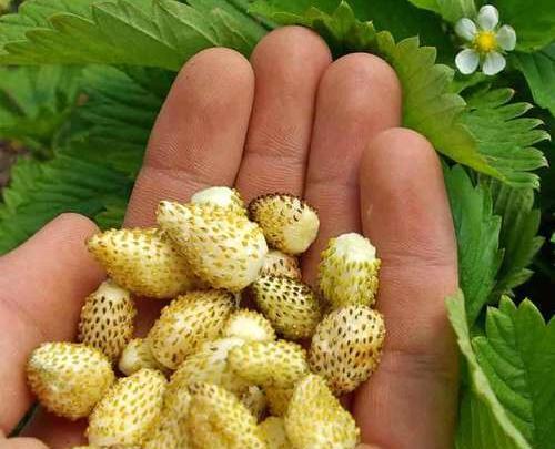 عکس مار چوبه