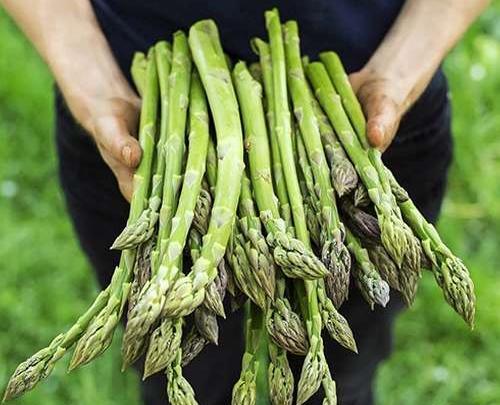 عکس مار چوبه