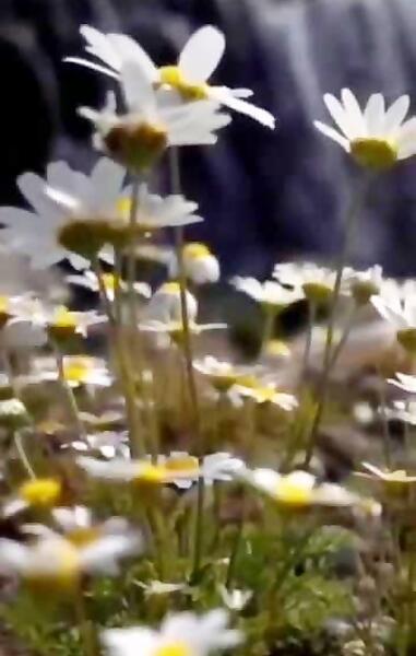 عکس نوشته یا عماد من لا عماد له