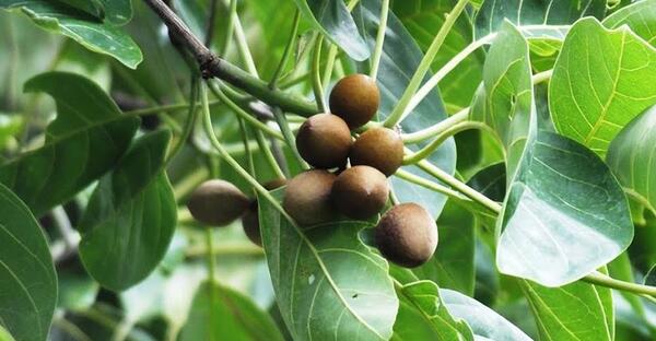 عکس دانه هلیله سیاه