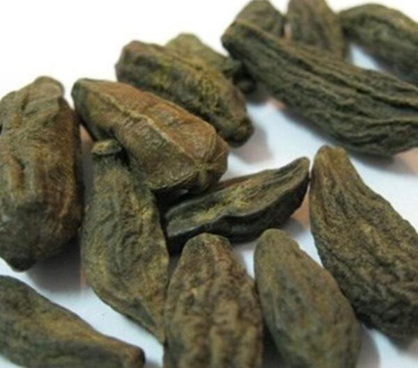 عکس دانه هلیله سیاه