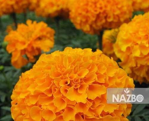 عکس گل جعفری افریقایی