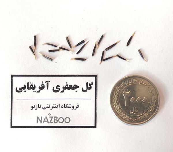 عکس گل جعفری افریقایی