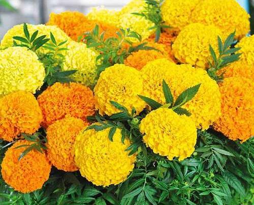عکس گل جعفری افریقایی