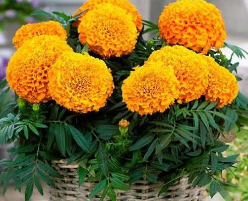 عکس گل جعفری افریقایی
