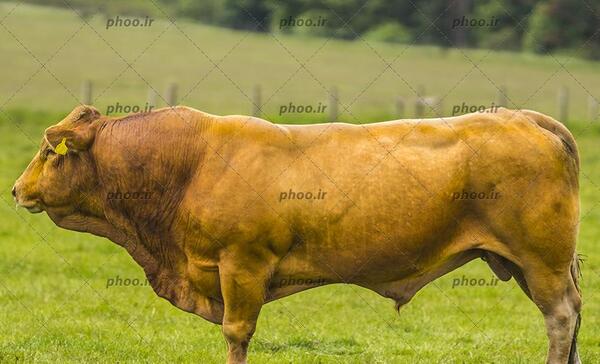 عکس گاو فلج