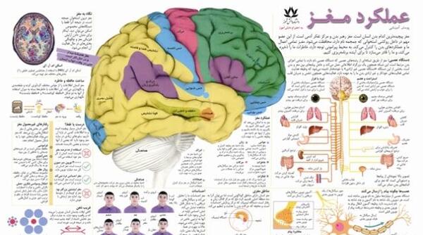 عکس اسکلت و ماهیچه