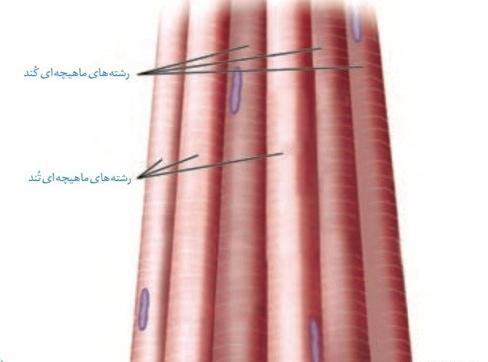 عکس اسکلت و ماهیچه