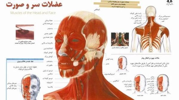 عکس اسکلت و ماهیچه