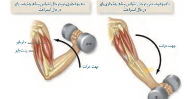 عکس اسکلت و ماهیچه