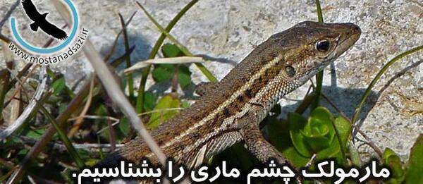 عکس مارمولک چشم ماری