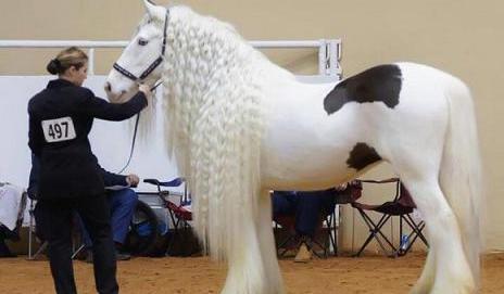 عکس اسب های خوشگل