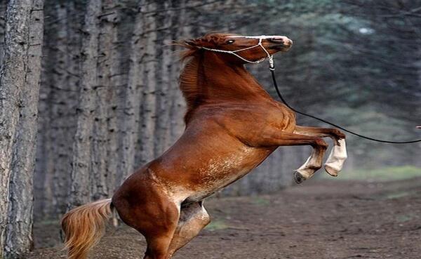 عکس اسب های خوشگل
