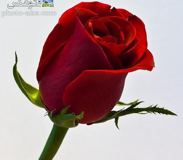 عکس برای پروفایل تک شاخ