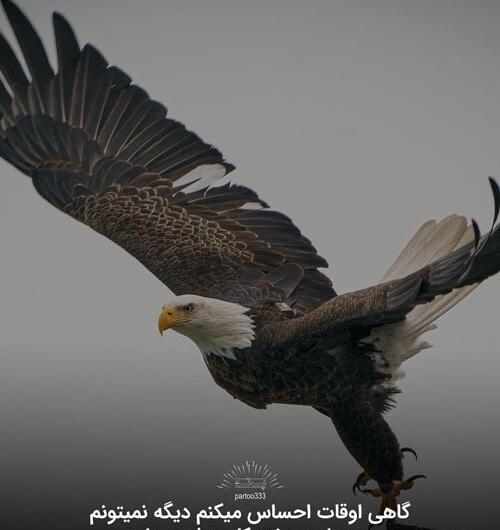 عکس نوشته من باید موفق بشم