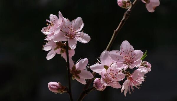 عکس شکوفه ی بهار