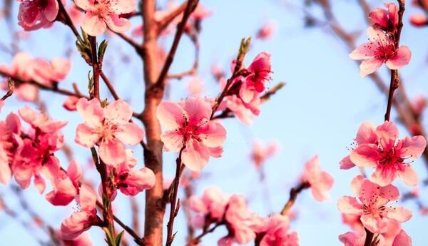 عکس شکوفه ی بهار
