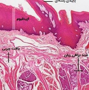 عکس بافت طبیعی