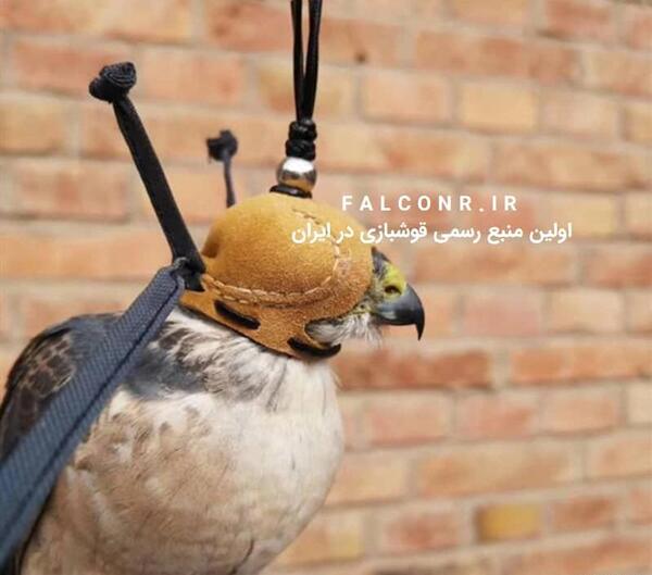 عکس عقاب فروش