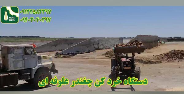 عکس گاو جفت