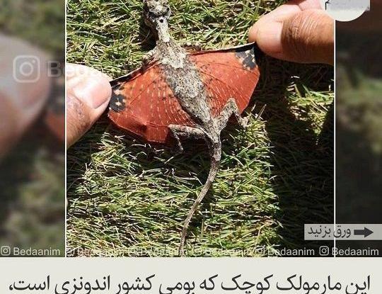 عکس پسر مارمولکی