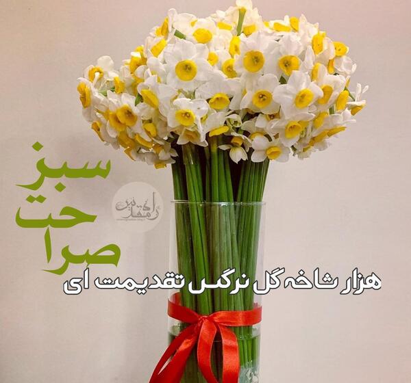 عکس گل نرگس زرد و سفید
