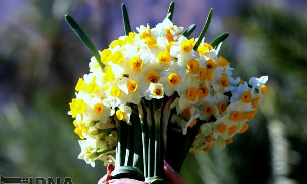 عکس گل نرگس زرد و سفید