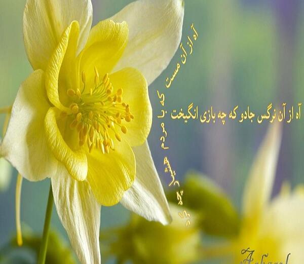 عکس گل نرگس زرد و سفید
