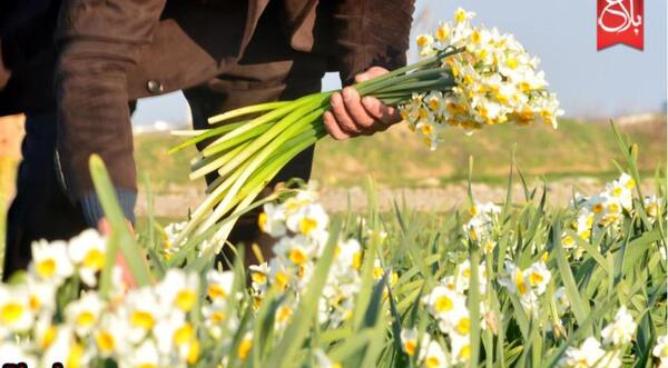 عکس گل نرگس زرد و سفید